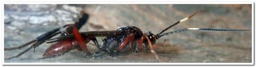 Réf. 248 065 : Hoplismenus (bidentatus-bispinatorius)